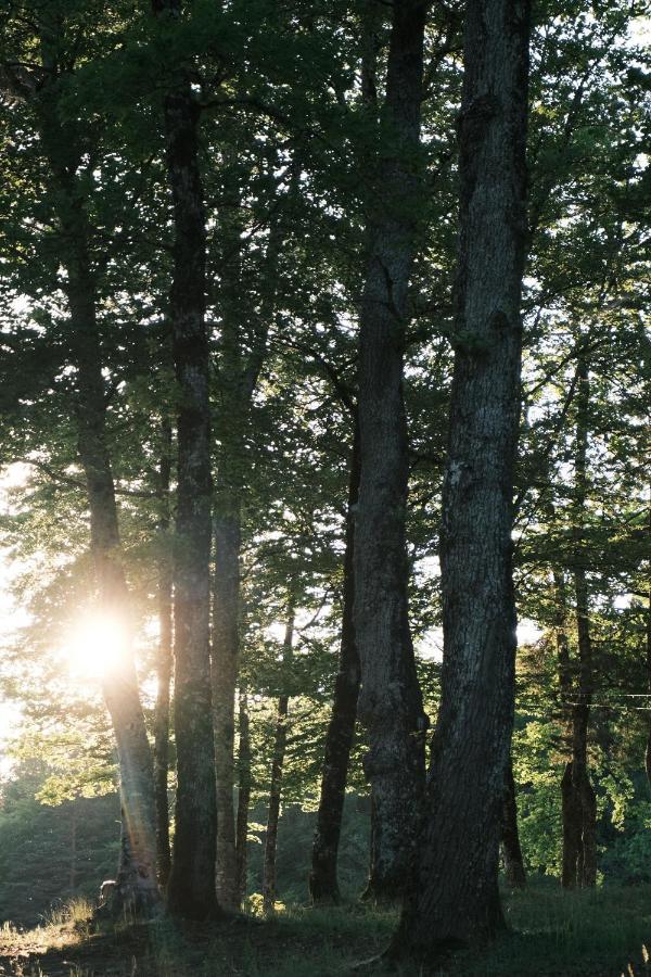 Avec Privatif - Foret Et * Liginiac